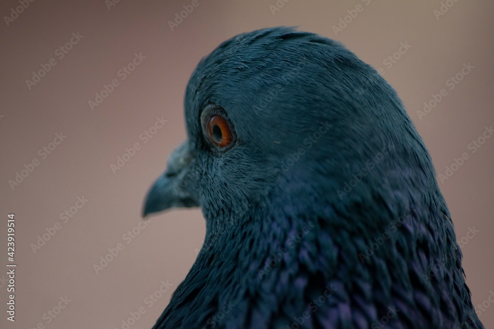 Dove head. Close-up. Dove head. Close-up.