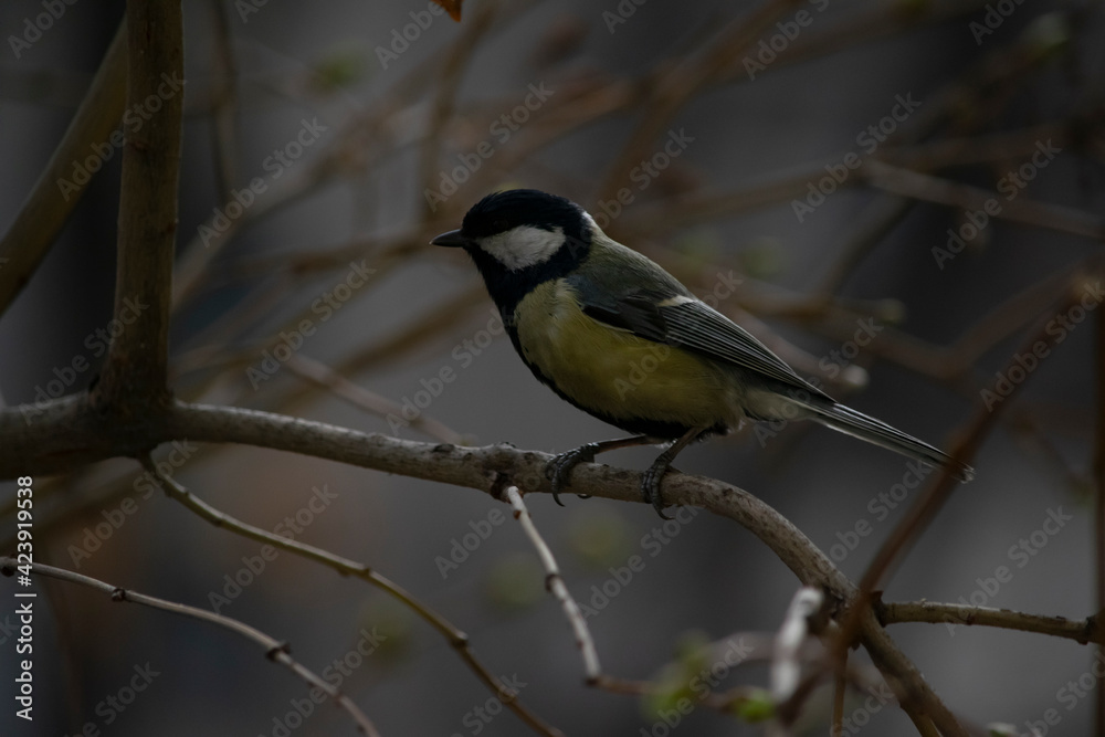 Obraz premium Titmouse sits on a branch.