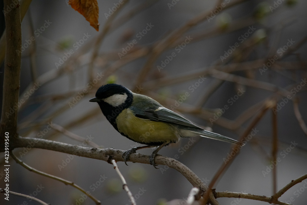 Fototapeta premium Titmouse sits on a branch.