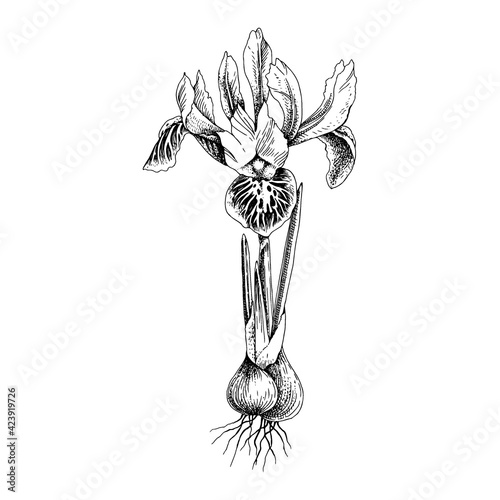 Hand drawn spring dwarf iris flower.