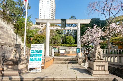 乃木神社と乃木公園の満開の桜乃木公園