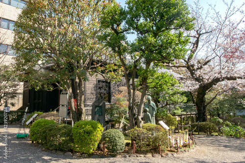 乃木神社と乃木公園の満開の桜乃木公園