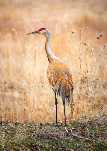 grey crowned crane