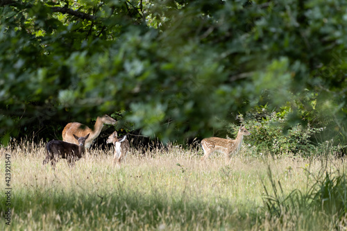Family of Fallow Deer (Dama dama) in woodland in East Grinstead