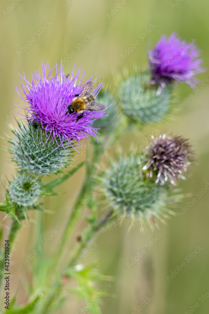 Buff-tailed bumblebee (Bombus terrestris) gathering pollen from a Thistle Buff-tailed bumblebee (Bombus terrestris) gathering pollen from a Thistle