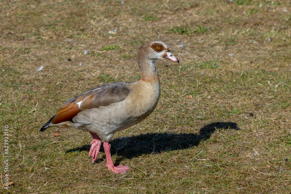 Egyptian Goose (Alopochen aegyptiacus) wandering through the grass Egyptian Goose (Alopochen aegyptiacus) wandering through the grass