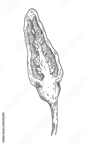 Half pepper tabasco. Vintage hatching gray monochrome illustration.