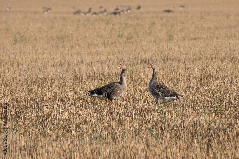Greylag Geese (Anser anser) resting in a recently harvested wheat field Greylag Geese (Anser anser) resting in a recently harvested wheat field