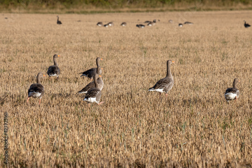 Greylag Geese (Anser anser) resting in a recently harvested wheat field © philipbird123