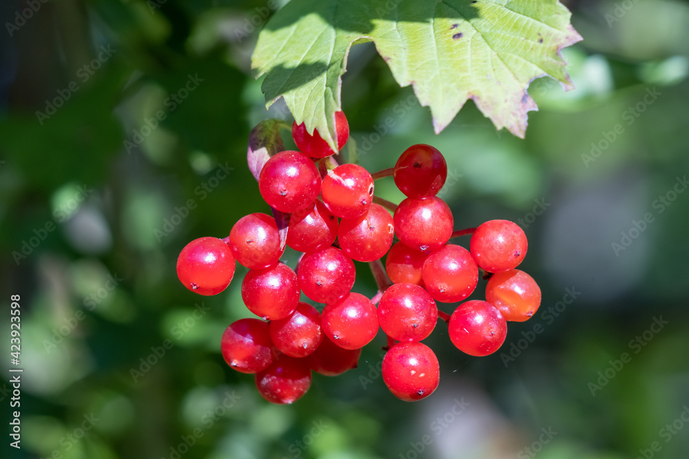 Black Haw (Viburnum opulus) producing lots of red berries in late summer Black Haw (Viburnum opulus) producing lots of red berries in late summer