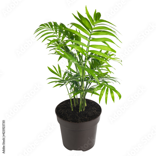 Palm Tree Plant In Black Pot isolated on white background.