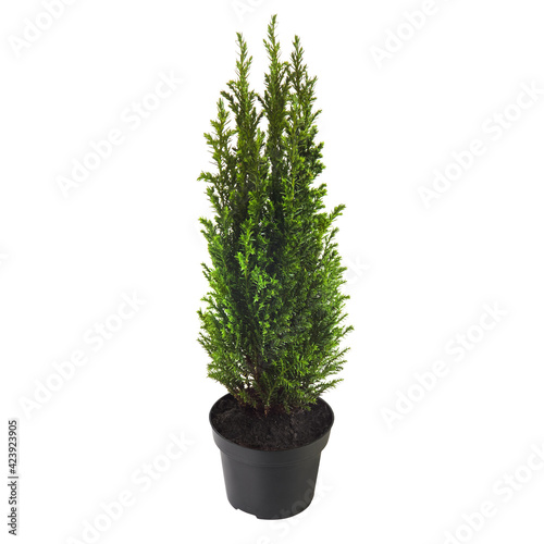 juniper in pot isolated on white background. Evergreen plant.