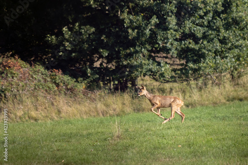 Red Deer  Cervus elaphus  in a field near East Grinstead