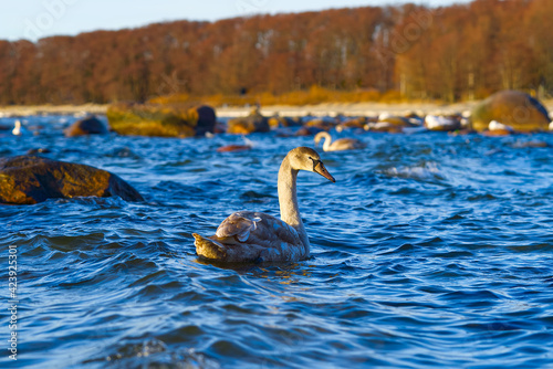 Young Swan chick at sunset light floating at baltic sea. young swans swim in the non-frozen part of the sea in winter