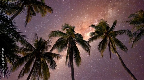 Low angle view of tropical coconut palm trees silhouetted against the Milky Way in a a beautiful night sky.