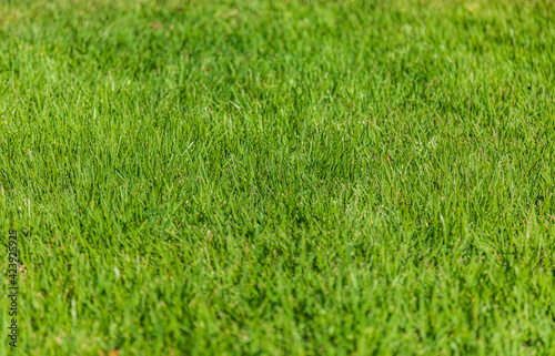 Closeup shot of vibrant green turf grass growing in a lawn on a sunny day