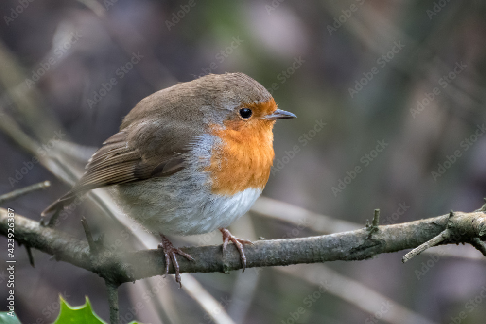 Robin looking alert in a tree on a cold winters day Robin looking alert in a tree on a cold winters day