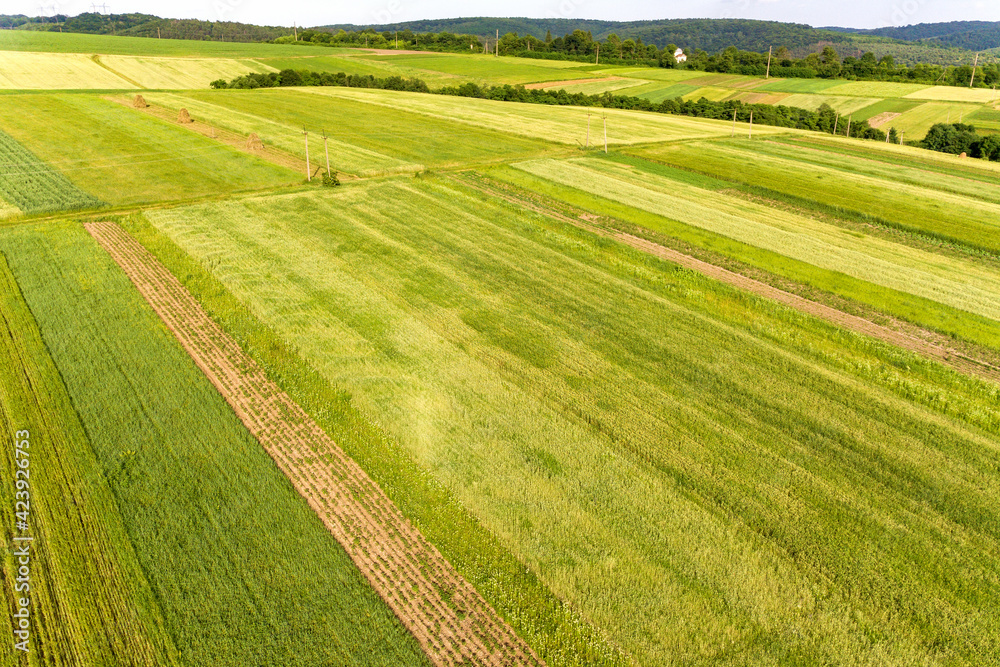 Aerial view of green agricultural fields in spring with fresh vegetation after seeding season on a warm sunny day.