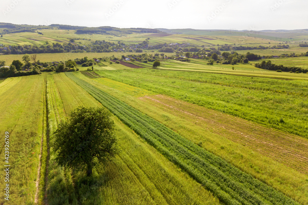 Aerial view of a single tree growing lonely on green agricultural fields in spring with fresh vegetation after seeding season on a warm sunny day.