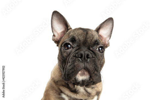 Fototapeta Naklejka Na Ścianę i Meble -  Young brown French Bulldog playing isolated on white studio background