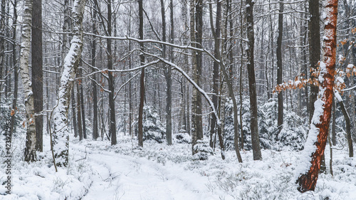 Fototapeta Naklejka Na Ścianę i Meble -  zima, las, śnieg, zimno, mróz, dzień, natura, środowisko, świeże powietrze, biel drzewa, bór