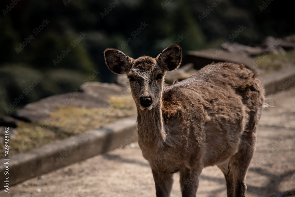 A child of dear in Nara A child of dear in Nara