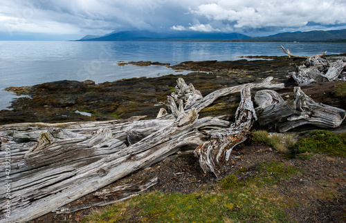 dead tree on the beach of Magellan straight with mountains and storm sky in the back 