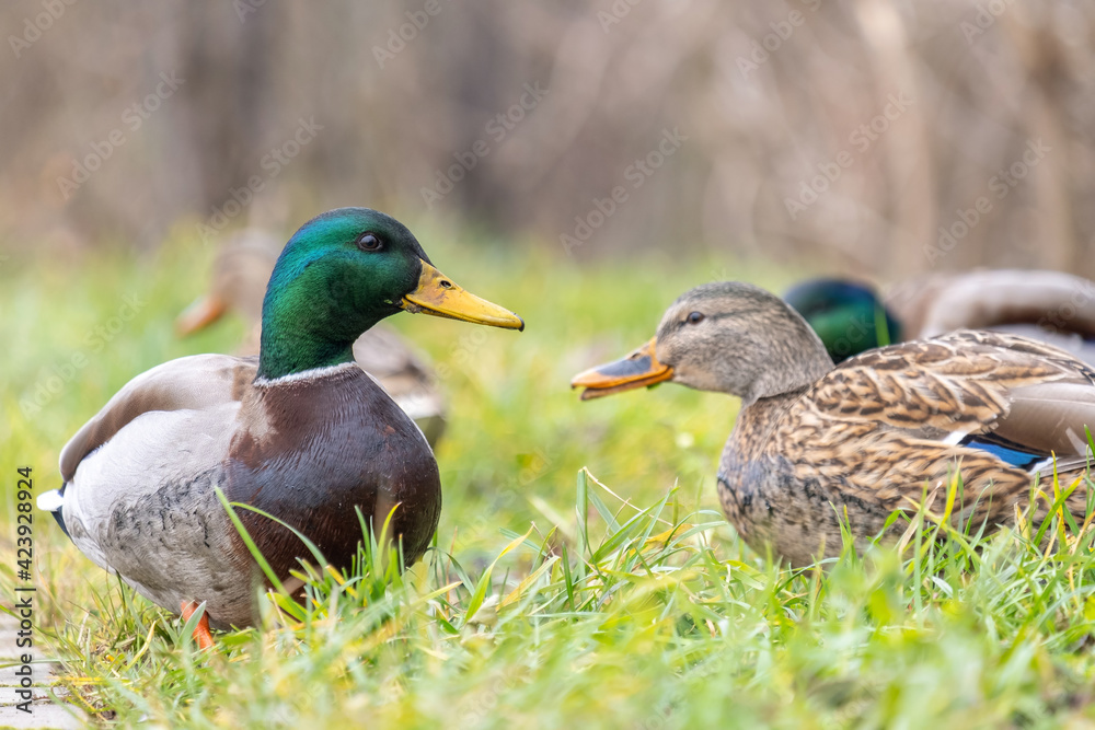 Two wild ducks walking in summer park.