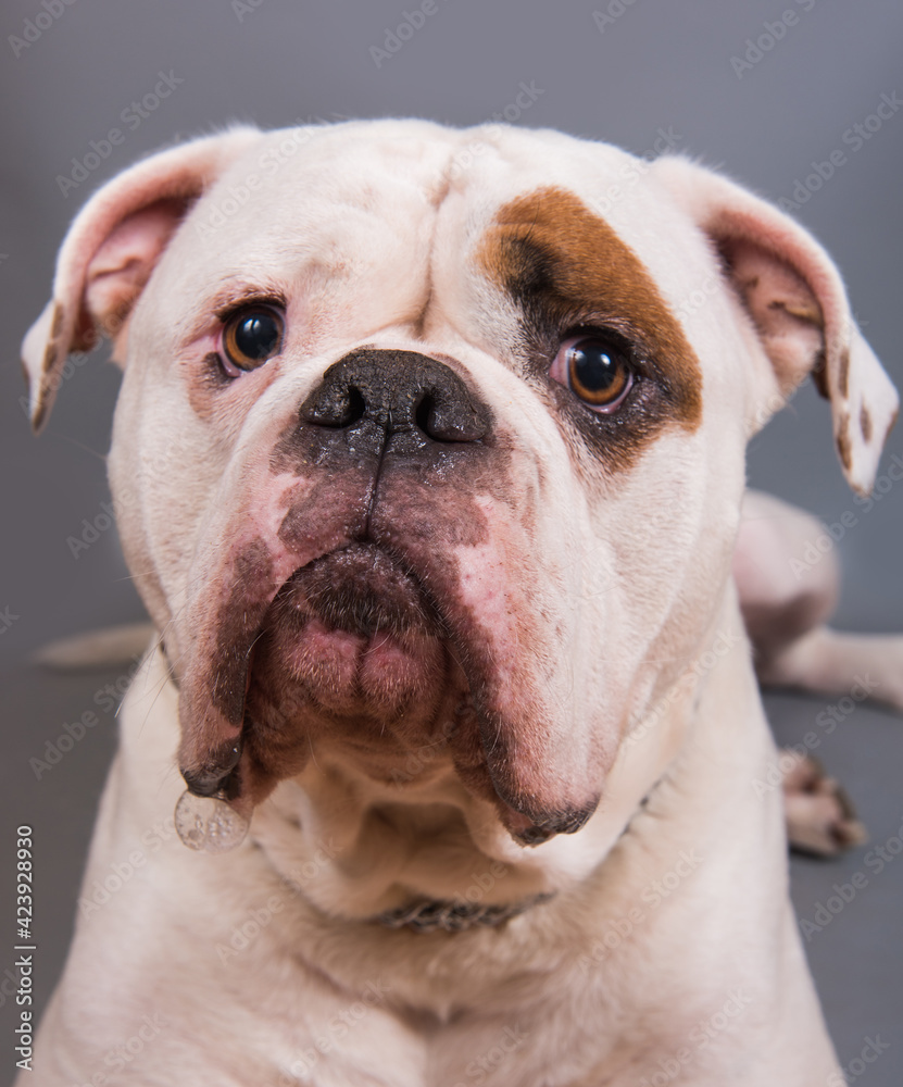 White color coat adult American Bulldog front view portrait