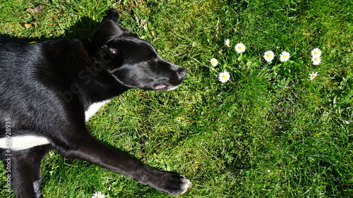 a 6 months old mixed-breed black and white dog from Eastern Europe in the grass