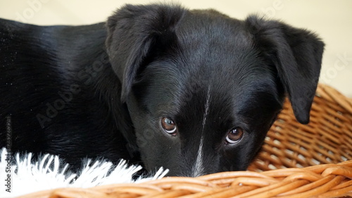 Fototapeta Naklejka Na Ścianę i Meble -  a 5 months old mixed-breed black and white dog from Eastern Europe in a basket