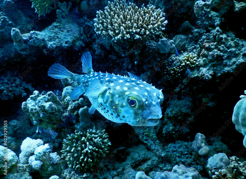 puffer fish with prickles out on guard near coral reef formation under the water surface 