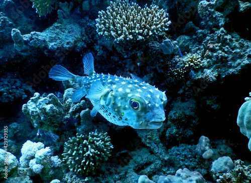 puffer fish with prickles out on guard near coral reef formation under the water surface 