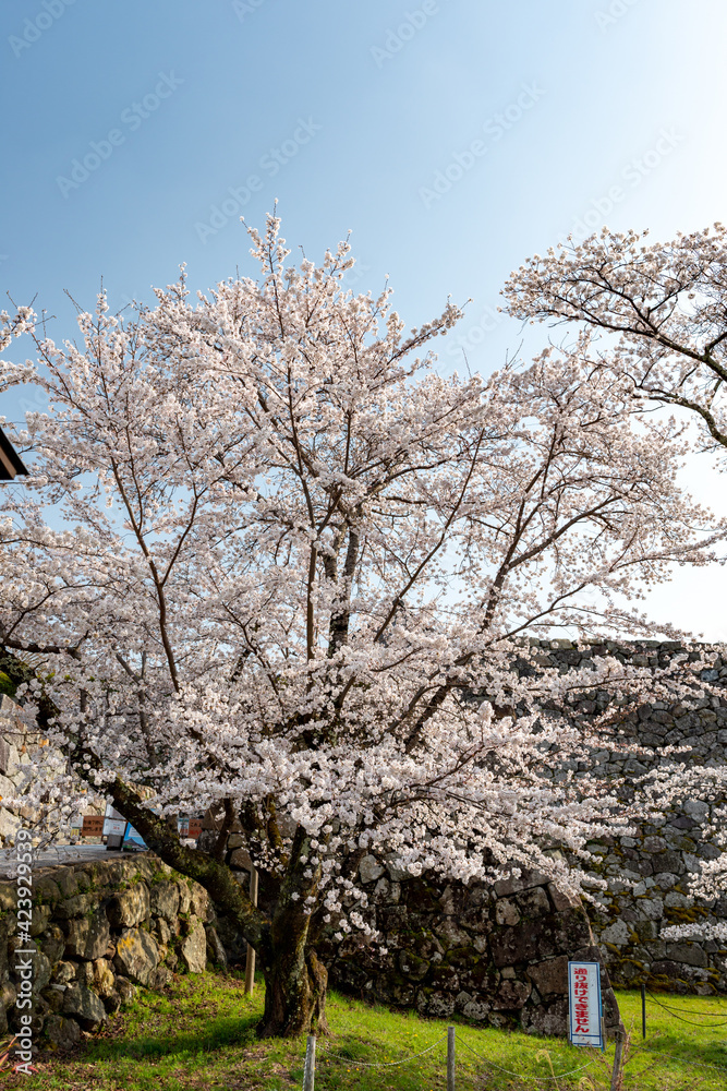 View of Sasayama-jo castle in Tamba-Sasayama city, Hyogo, Japan at full blooming season of cherry blossoms View of Sasayama-jo castle in Tamba-Sasayama city, Hyogo, Japan at full blooming season of cherry blossoms