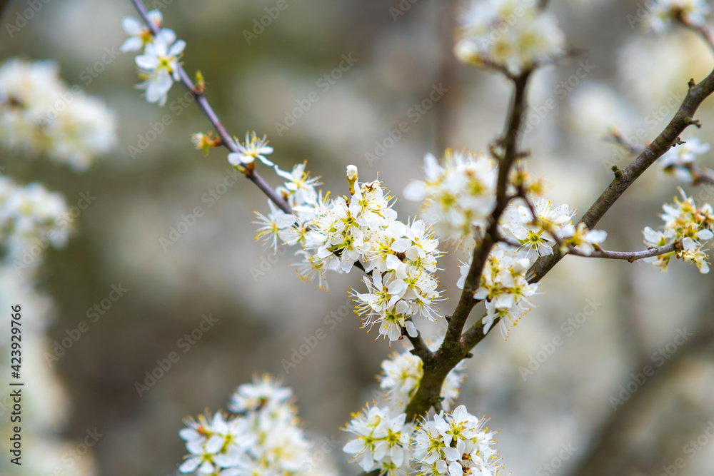 Fruit tree twigs with blooming white and pink petal flowers in spring garden. Fruit tree twigs with blooming white and pink petal flowers in spring garden.