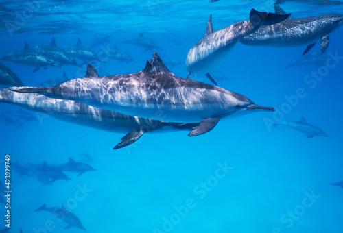 dolphin with bitten fin under the water surface with huge group of dolphins in the background 