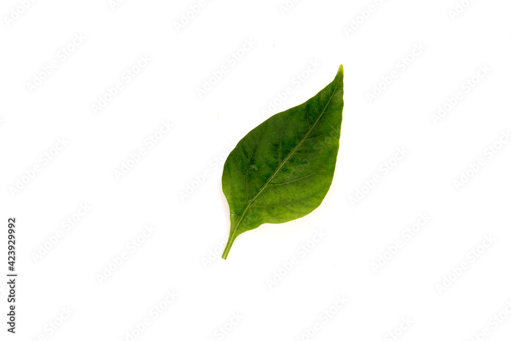 A green leaf isolated on white background. Nature and ecology concept A green leaf isolated on white background. Nature and ecology concept