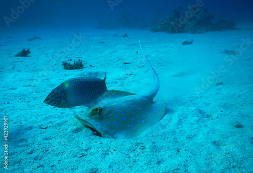 underwater picture of blue spotted ray and reef fish feeding together 
