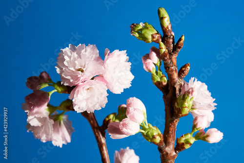 Closeup of soft pink flower buds on a cherry tree on blue background           