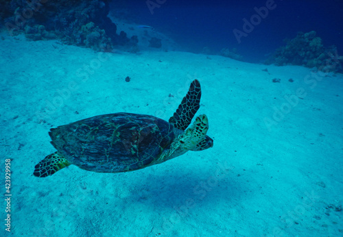 green sea turtle passing by fast under the water surface in ocean 