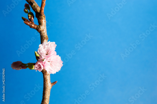 Closeup of soft pink flower buds on a cherry tree on blue background           