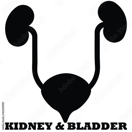 urinary bladder and kidney icon design photo