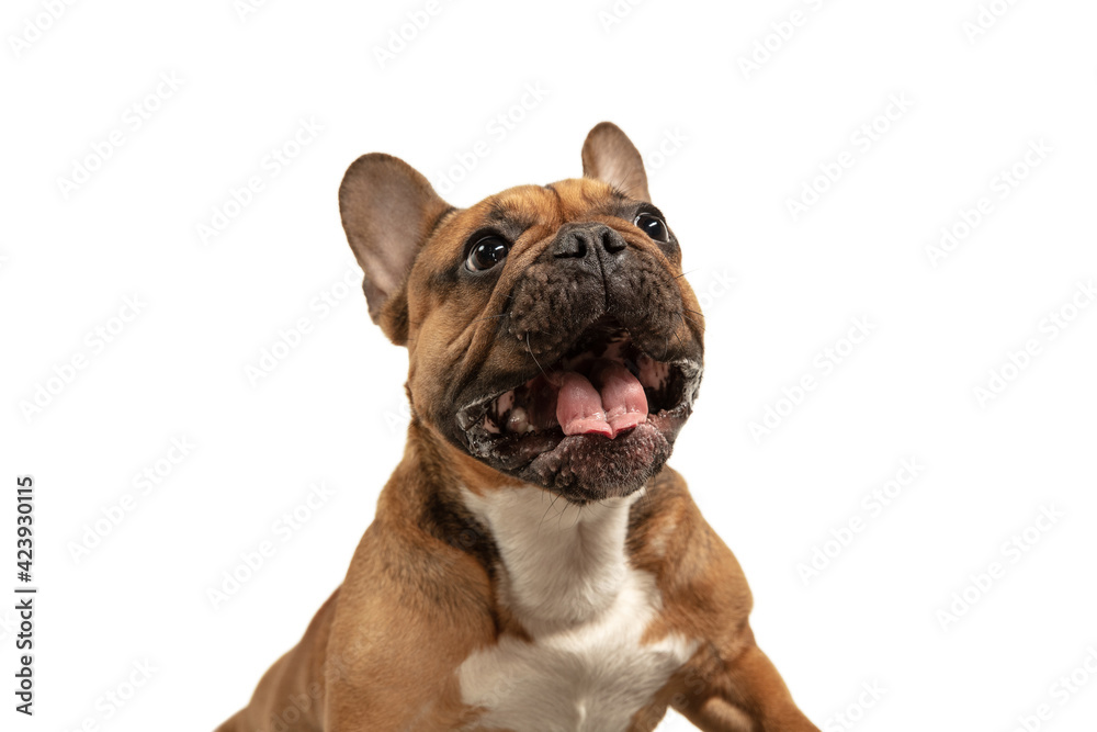 Fototapeta premium Young brown French Bulldog playing isolated on white studio background
