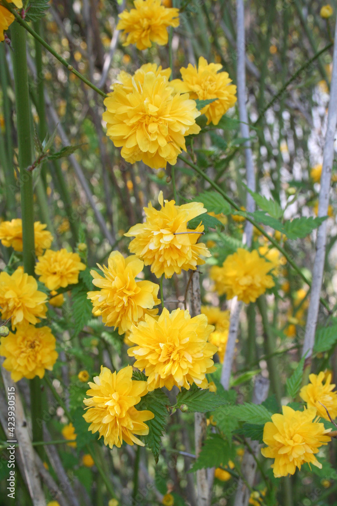 Kerria japonica pleniflora also called Japanese kerria bush in bloom on springtime Kerria japonica pleniflora also called Japanese kerria bush in bloom on springtime