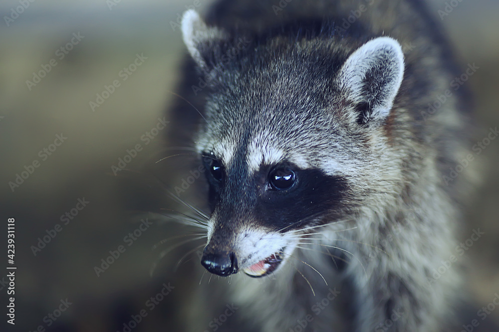 wild nosoha, american raccoon, animal in the wild