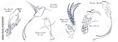 Tropical stylised birds lineart sketch set. Whooper swans pheasant, buceros bicornis great hornbill, asian paradise flycatcher Red billed Streamertail Chestnut-headed bee-eater bare throated bellbird 