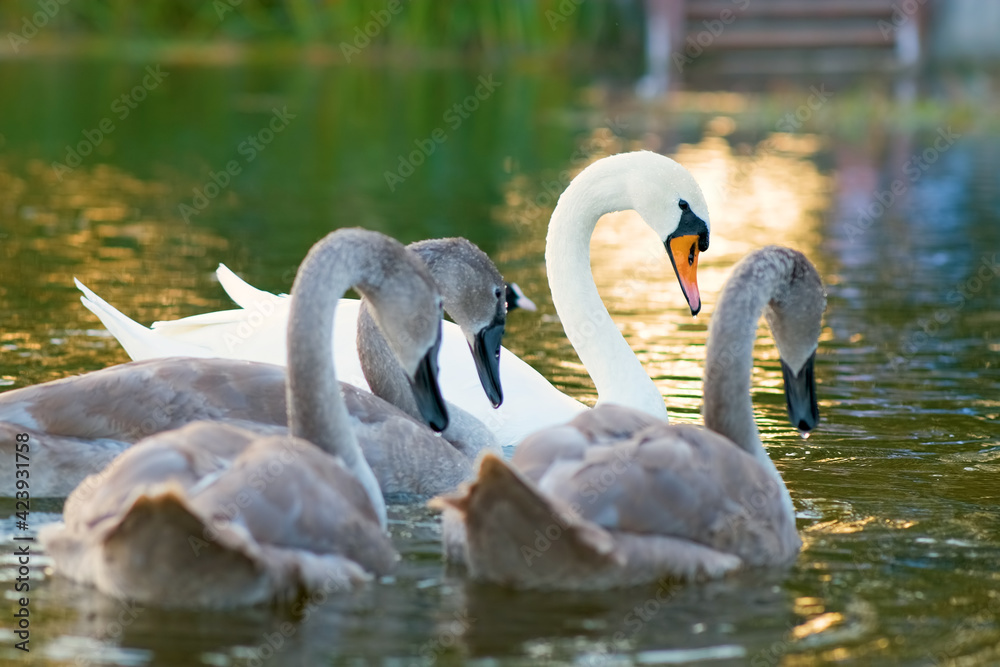Fototapeta premium White and gray swans swimming on lake water in summer.