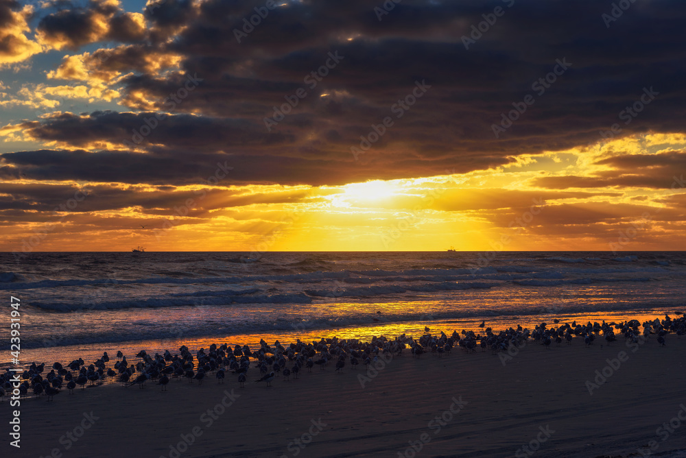 Naklejka premium Large flock of seagulls over a sand beach in Florida at sunset