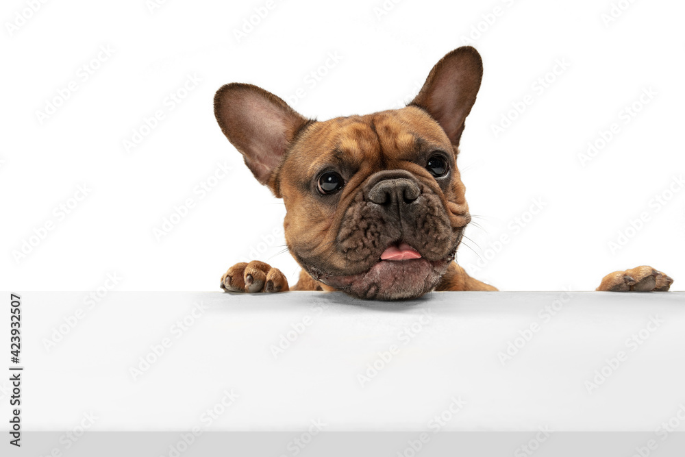 Young brown French Bulldog playing isolated on white studio background - obrazy, fototapety, plakaty 