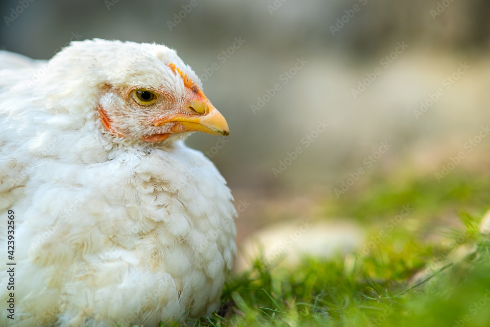 Hen feed on traditional rural barnyard. Close up of white chicken sitting on barn yard with green grass. Free range poultry farming concept. Hen feed on traditional rural barnyard. Close up of white chicken sitting on barn yard with green grass. Free range poultry farming concept.